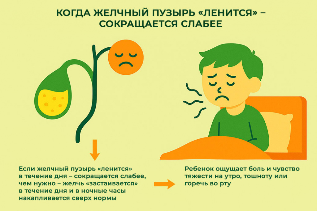 когда-желчный-пузырь-сокращается-слабо-утром-ребенка-тошнит