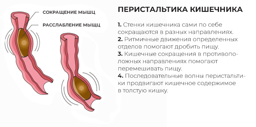 волнообразные-движения-органов-ЖКТ-называют-перистальтикой перистальтика