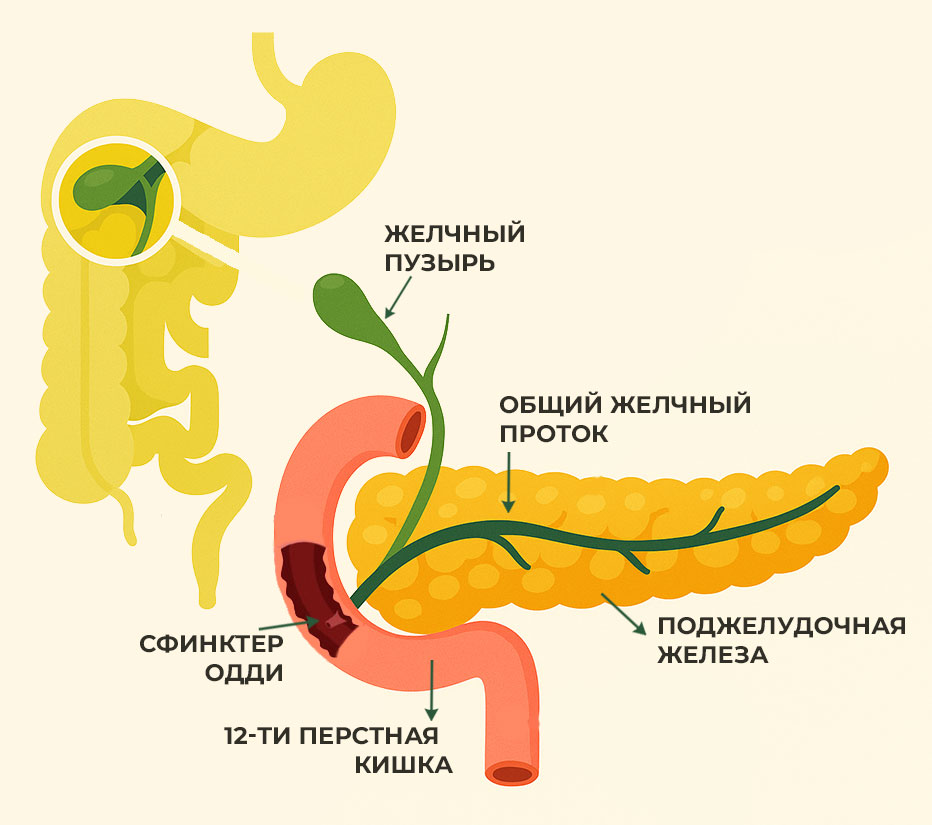 желчевыделительная-система